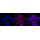 KD-Validated RXRA Rabbit mAb (20 μl)