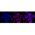 KD-Validated RXRA Rabbit mAb (20 μl)