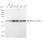 KD-Validated RXRA Rabbit mAb (20 μl)