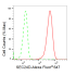 KD-Validated SEC24D Rabbit mAb (20 μl)