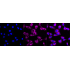 KD-Validated SEC24D Rabbit mAb (20 μl)