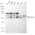 KD-Validated SMAD5 Rabbit mAb (20 μl)