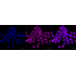 KD-Validated STIM1 Rabbit mAb (20 μl)