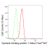 KD-Validated STXBP1 Rabbit mAb (20 μl)