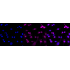 KD-Validated STXBP1 Rabbit mAb (20 μl)