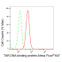 KD-Validated TARDBP Rabbit mAb (20 μl)
