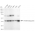 KD-Validated TARDBP Rabbit mAb (20 μl)