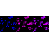 KD-Validated TEAD1 Rabbit mAb (20 μl)