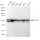 KD-Validated TEAD1 Rabbit mAb (20 μl)