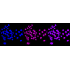 KD-Validated TEAD1 Rabbit mAb (20 μl)