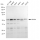 KD-Validated TEAD1 Rabbit mAb (20 μl)