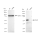 KD-Validated TEAD1 Rabbit mAb (20 μl)