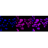 KD-Validated WNT5A Rabbit mAb (20 μl)