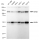 KD-Validated NFKB1 Rabbit mAb (20 μl)