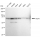 KD-Validated Grp75 Rabbit mAb (20 μl)
