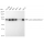 KD-Validated KAT7 Rabbit mAb (20 μl)