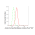 KD-Validated ACAA2 Rabbit mAb (20 μl)