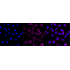 KD-Validated ACAA2 Rabbit mAb (20 μl)
