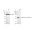 KD-Validated ACAA2 Rabbit mAb (20 μl)