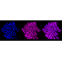 KD-Validated AGL Rabbit mAb (20 μl)