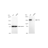KD-Validated AGL Rabbit mAb (20 μl)
