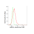 KD-Validated ARPC2 Rabbit mAb (20 μl)