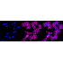 KD-Validated ARPC2 Rabbit mAb (20 μl)