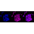 KD-Validated CLP1 Rabbit mAb (20 μl)