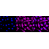 KD-Validated DES Rabbit mAb (20 μl)