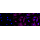 KD-Validated ADIPOR1 Rabbit mAb (20 μl)