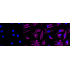 KD-Validated ADIPOR1 Rabbit mAb (20 μl)