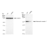 KD-Validated ADIPOR1 Rabbit mAb (20 μl)