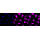 KD-Validated AKR1C1/2 Rabbit mAb (20 μl)