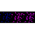 KD-Validated AMBP Rabbit mAb (20 μl)