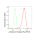 KD-Validated ANXA10 Rabbit mAb (20 μl)