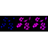 KD-Validated ANXA10 Rabbit mAb (20 μl)