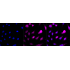 KD-Validated AP2M1 Rabbit mAb (20 μl)
