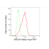KD-Validated ARID1A Rabbit mAb (20 μl)