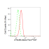 KD-Validated ATG4B Rabbit mAb (20 μl)