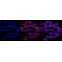 KD-Validated CASP2 Rabbit mAb (20 μl)