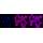 KD-Validated CDC37 Rabbit mAb (20 μl)