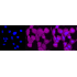 KD-Validated CDC37 Rabbit mAb (20 μl)