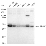 KD-Validated CDC37 Rabbit mAb (20 μl)