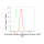 KD-Validated CSPG4 Rabbit mAb (20 μl)