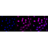 KD-Validated CSPG4 Rabbit mAb (20 μl)