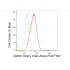 KD-Validated CLTC Rabbit mAb (20 μl)