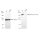 KD-Validated CLTC Rabbit mAb (20 μl)