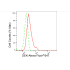 KD-Validated DEK Rabbit mAb (20 μl)