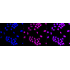 KD-Validated DEK Rabbit mAb (20 μl)