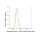 KD-Validated Phospho-CDC37 (S13) Rabbit mAb (20 μl)